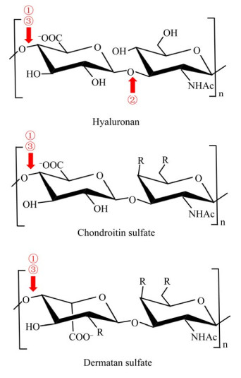 透明质酸酶的研究与进展