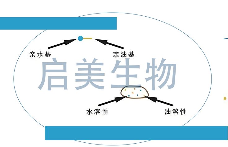 启美生物公司微400玻尿酸实现两亲性突破